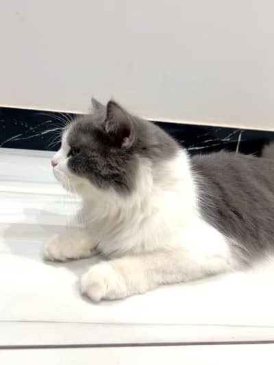 cat for sale persian