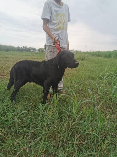 labra black male healthy an active