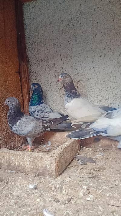 parwazi kabutar total 5 peace