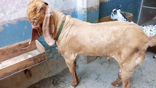 Makhi cheena Breeder