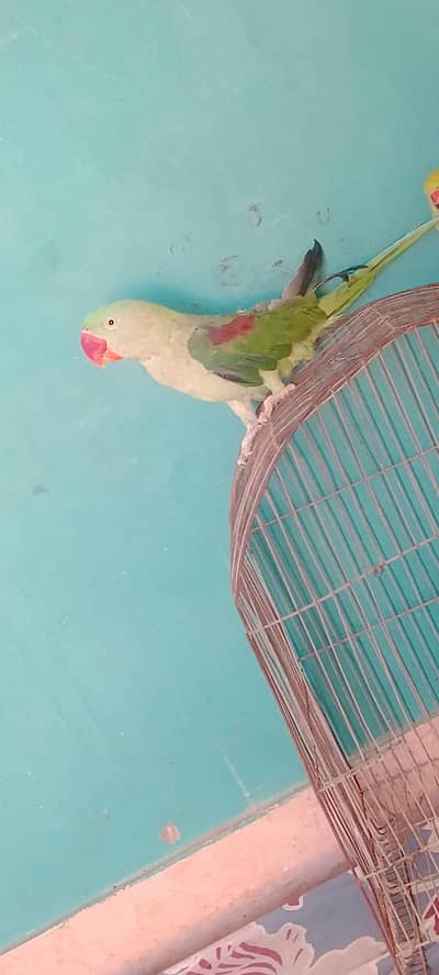 Pahari parrot all ok healthy pehle tame tha ab tame nai