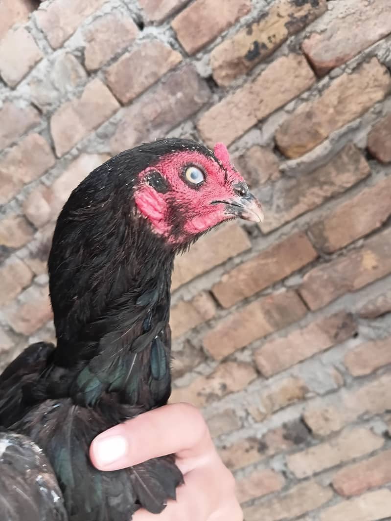 mushki 1
