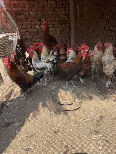 Dasi murga for sale