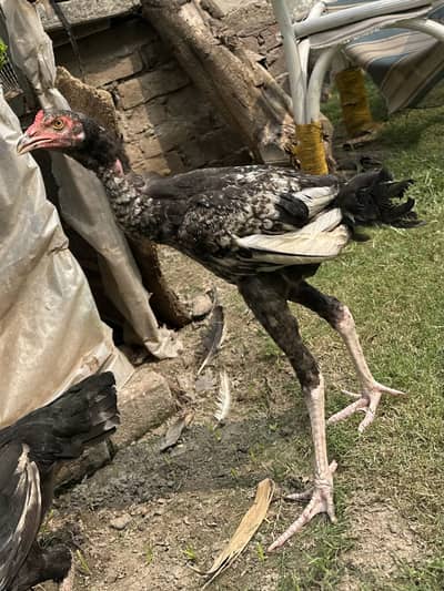 Hen chicken