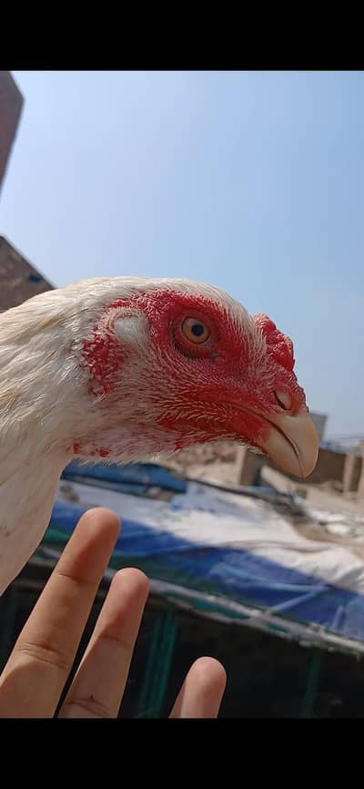 shamo aseel females for sale