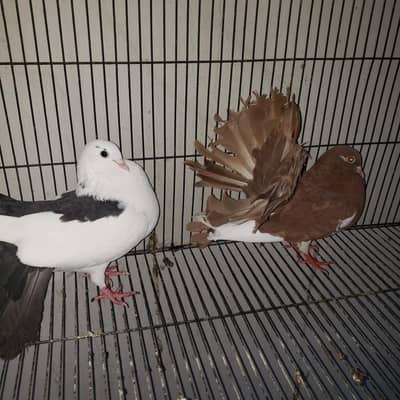 fawn tails pigeon