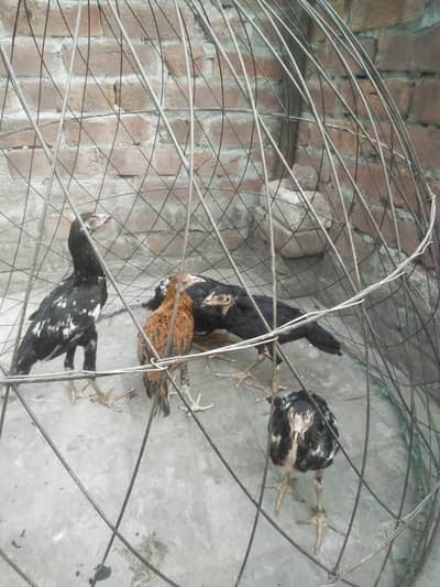 good aseel chicks