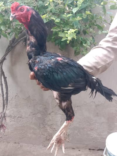 burmi. thaix Pakistani 0314*043*34*70 quality bird call or watsap
