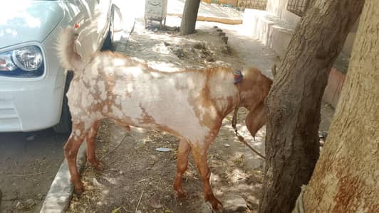 breader bakra h achi jan m h mashallah