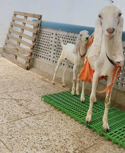 Beetal Bakri with male female