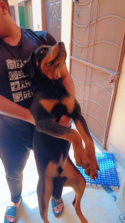 Pure breed Rottweiler pair