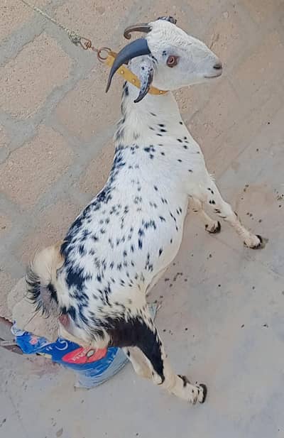Barbari Breeder Male For Sale Age 2 Dant 03162918168