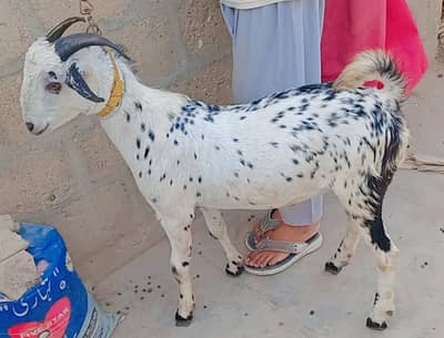 Barbari Breeder Male For Sale Age 2 Dant 03162918168