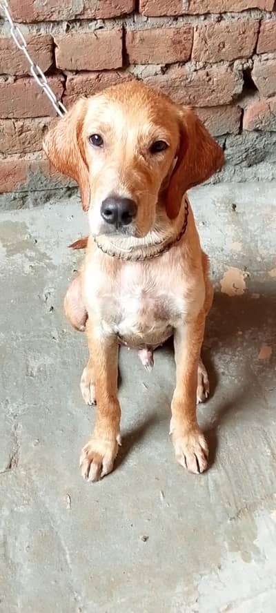 Pointer Male Dog