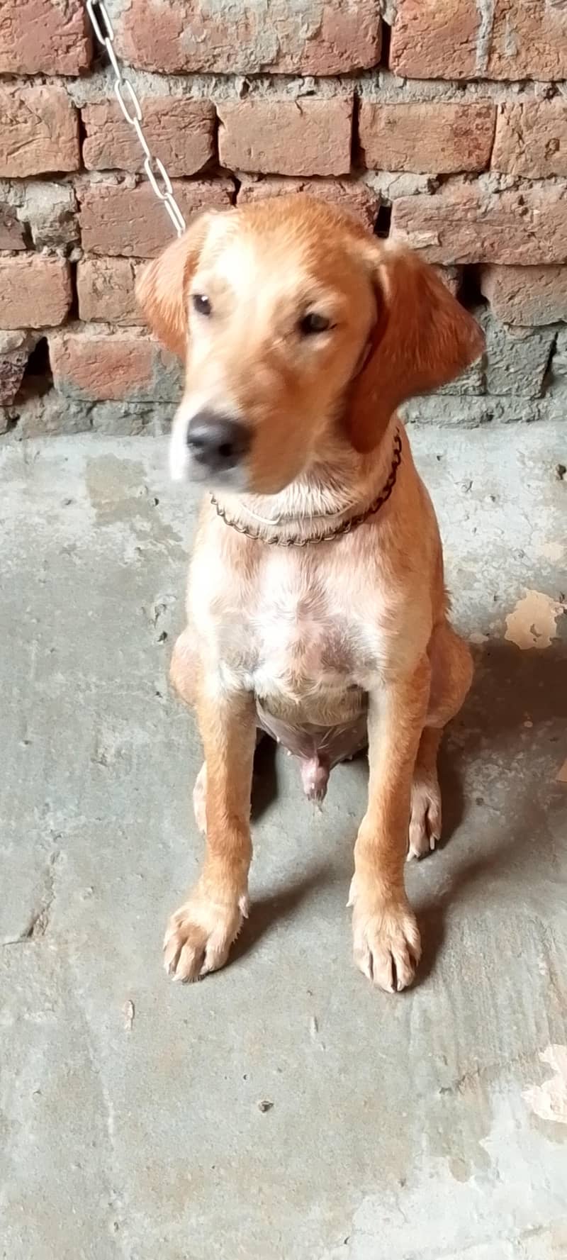 Pointer Male Dog 1