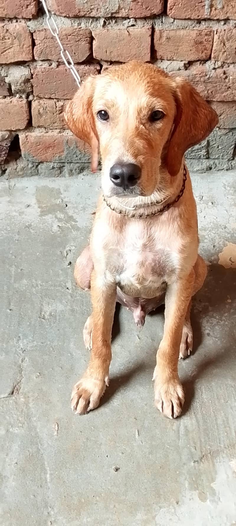 Pointer Male Dog 2