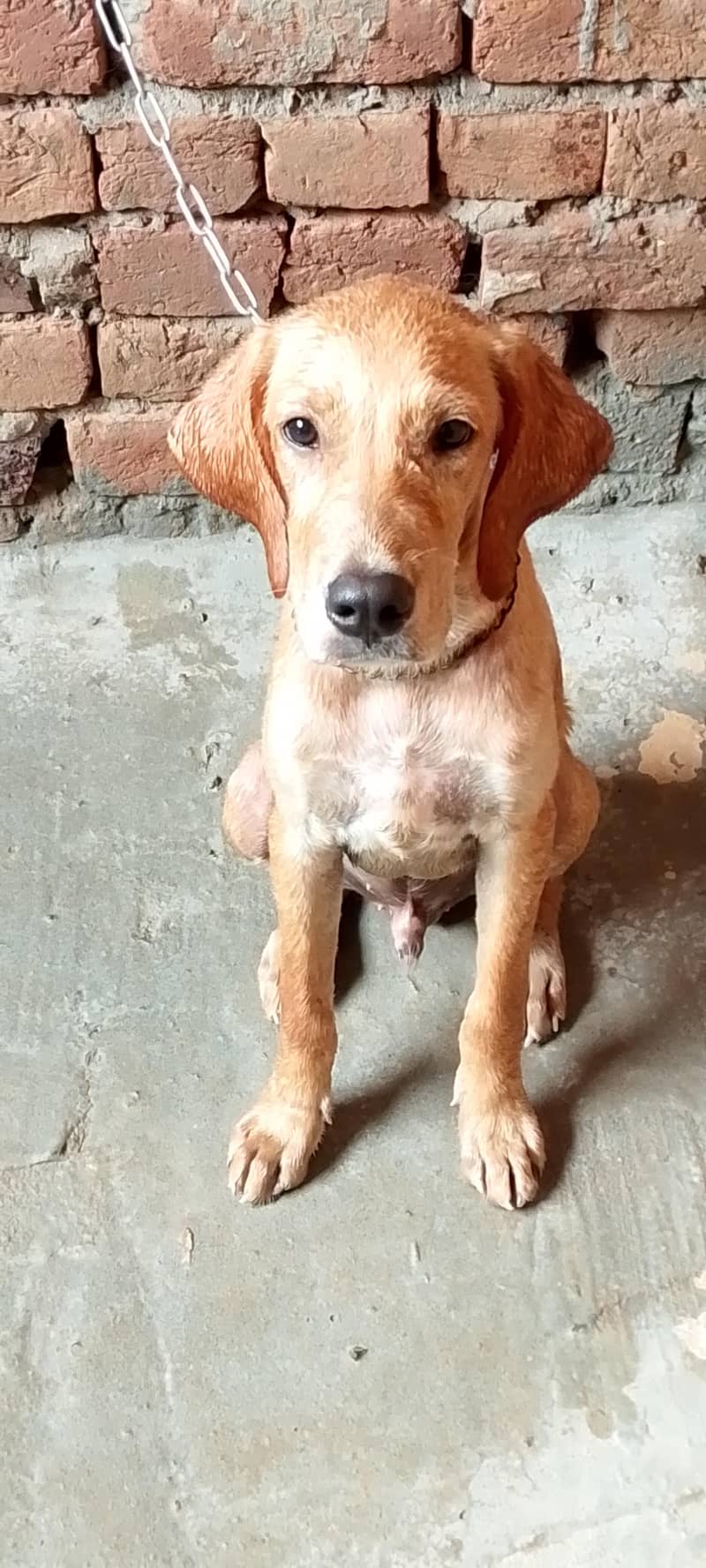Pointer Male Dog 3