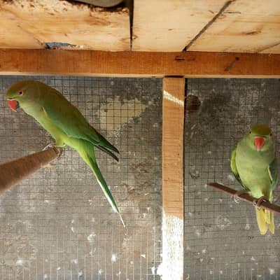 urgenBeautiful aur healthy parrots sale ke liye available haint sale