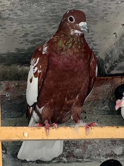 High Quality pegions