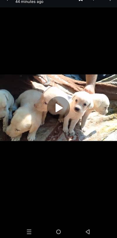 per piece puppy 18000