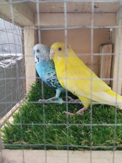 Australian parrots Breader pairs healthy and active