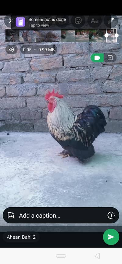 chochin bantam pair