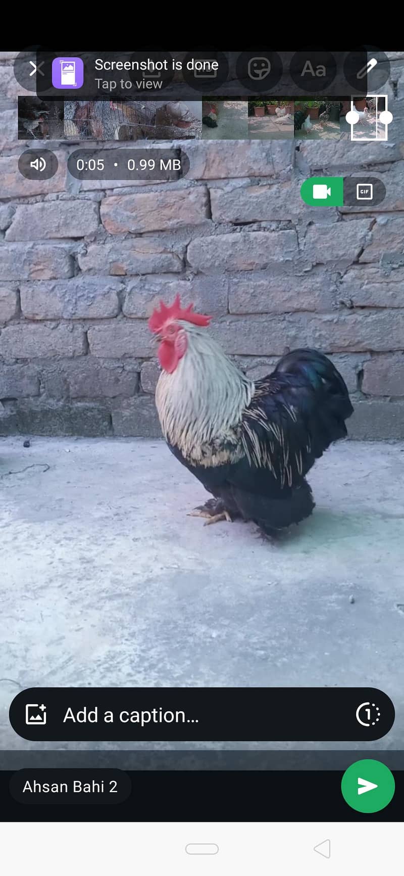 chochin bantam pair 0