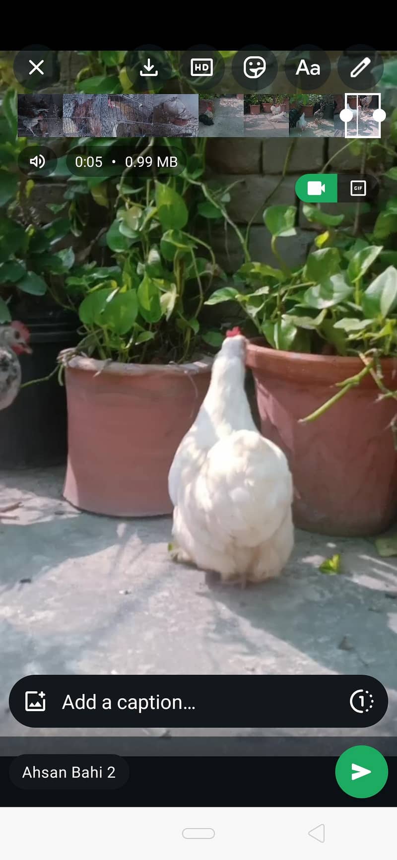 chochin bantam pair 1