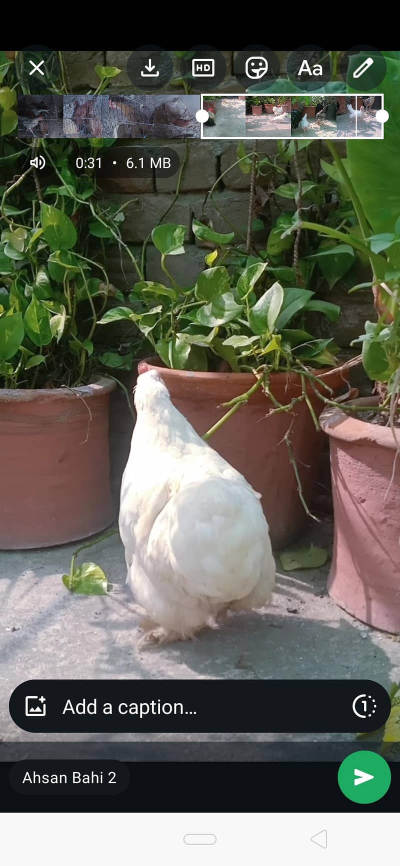 chochin bantam pair 2