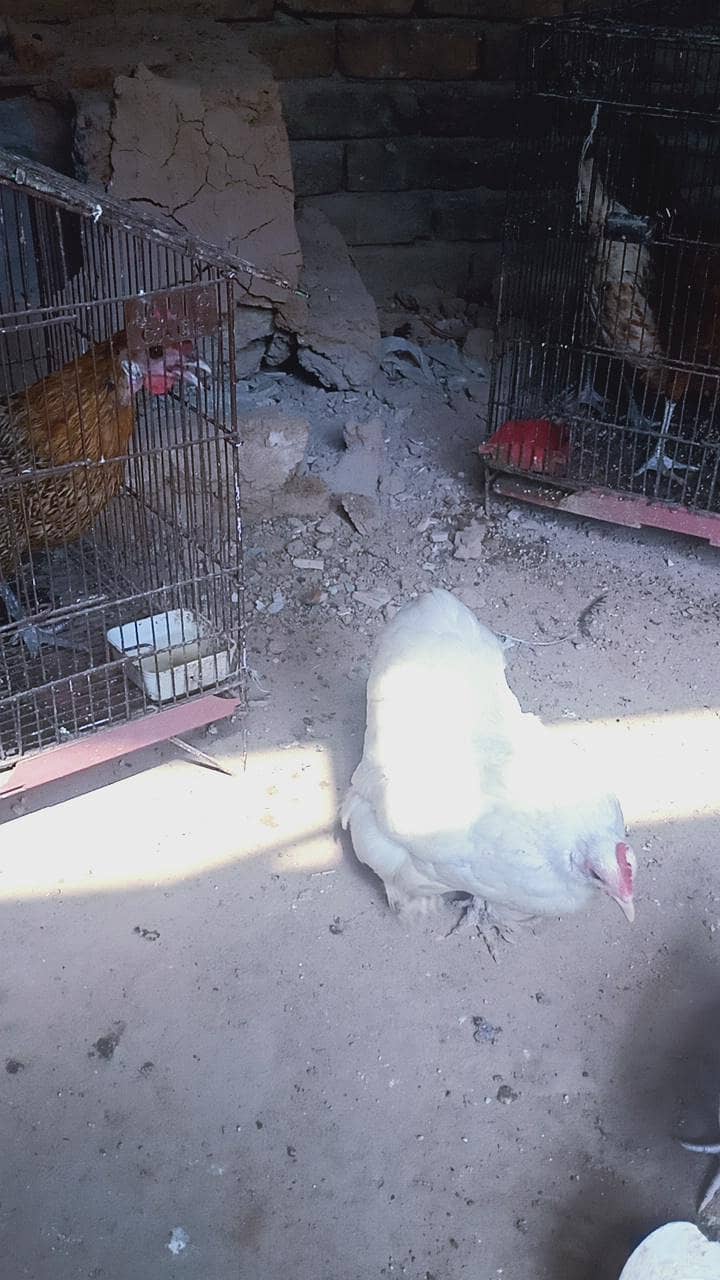 chochin bantam pair 3