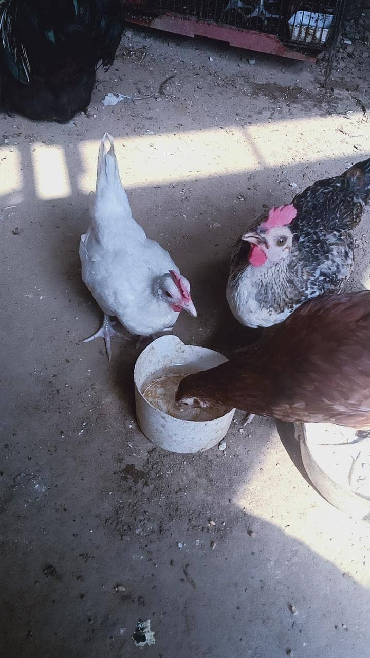 chochin bantam pair 5