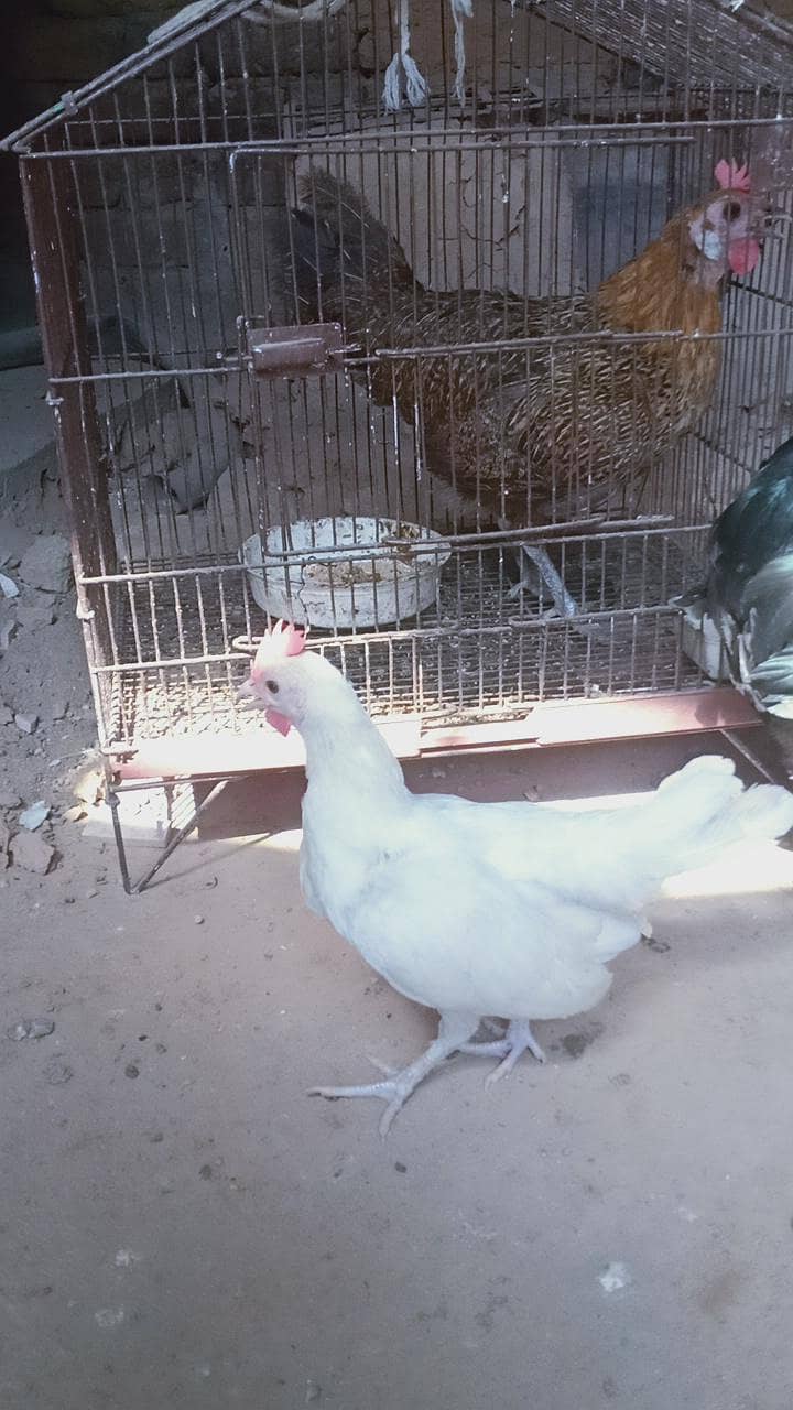 chochin bantam pair 6