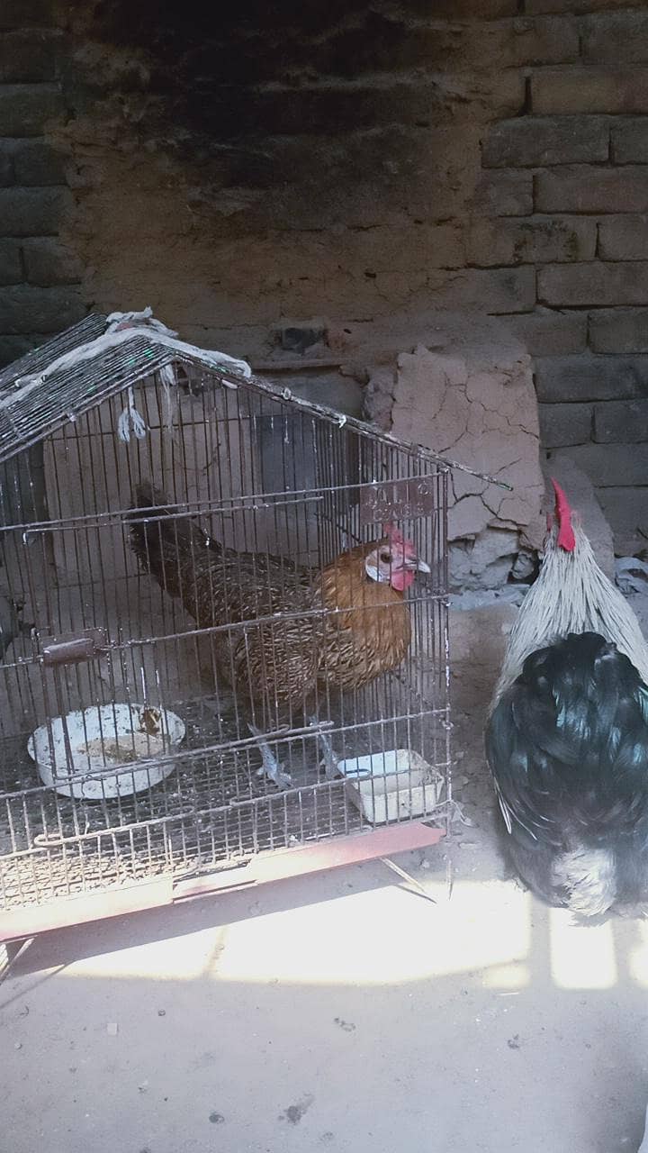 chochin bantam pair 7