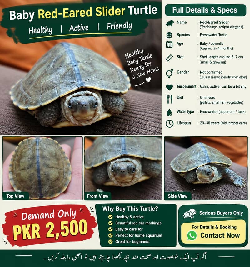 Turtle 0
