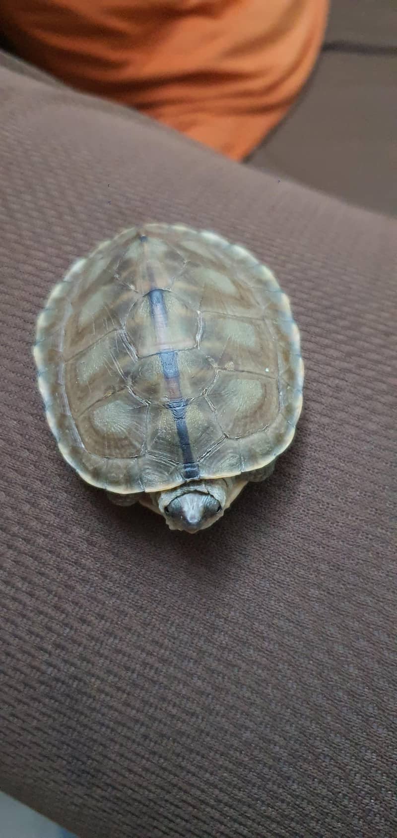 Turtle 1