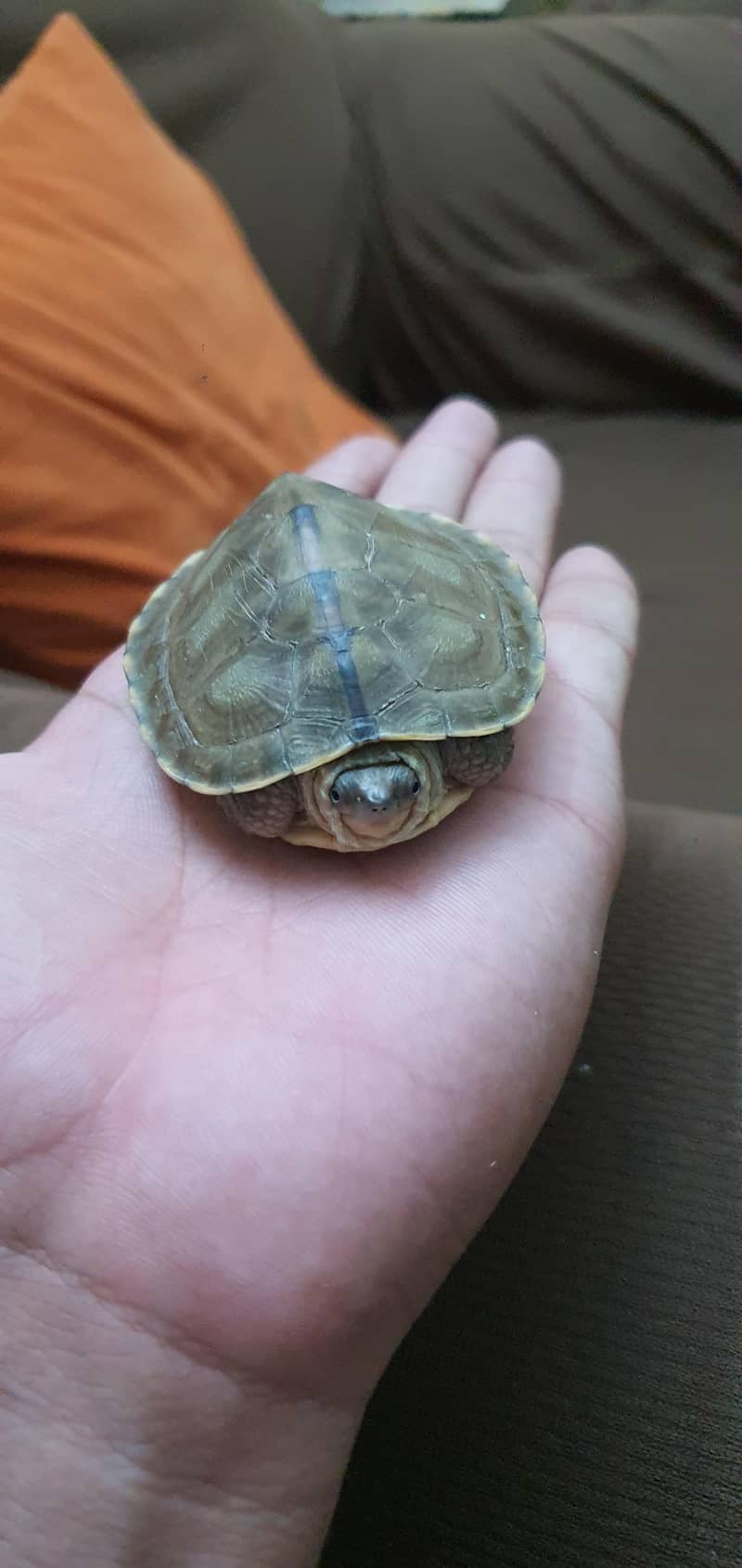 Turtle 2