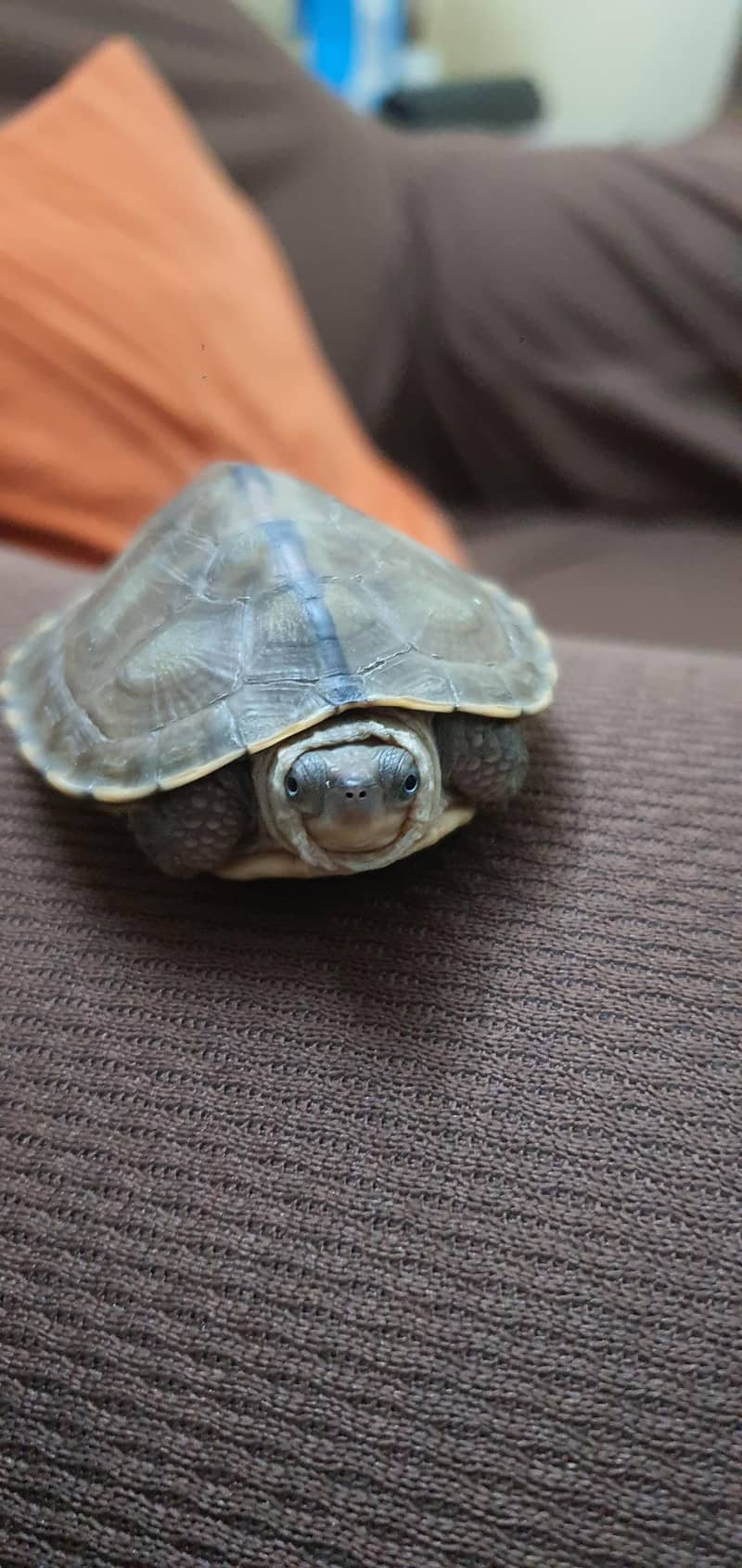 Turtle 3