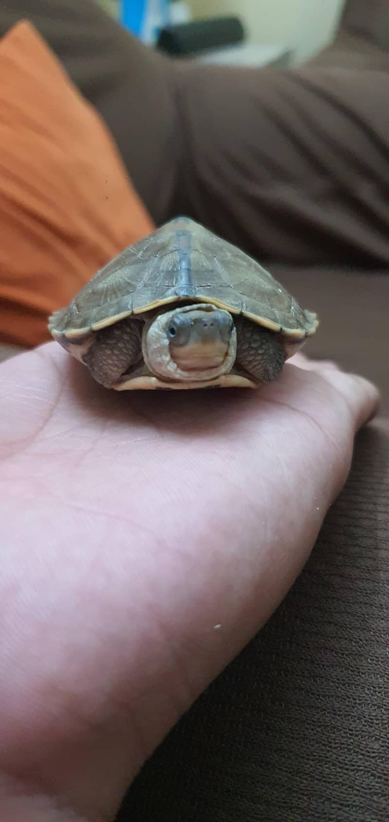 Turtle 4