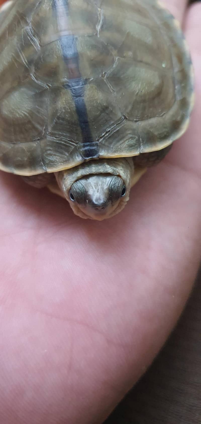 Turtle 5