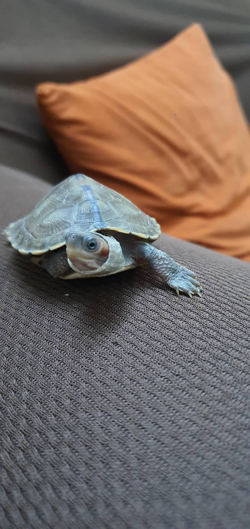 Turtle 6