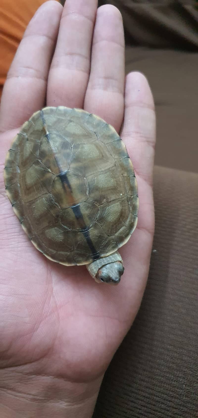 Turtle 7