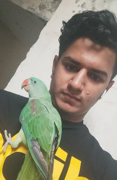 full hand tame haldi aur active