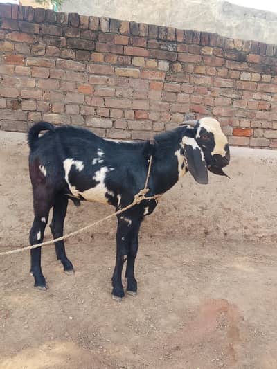 Bakra for sale
