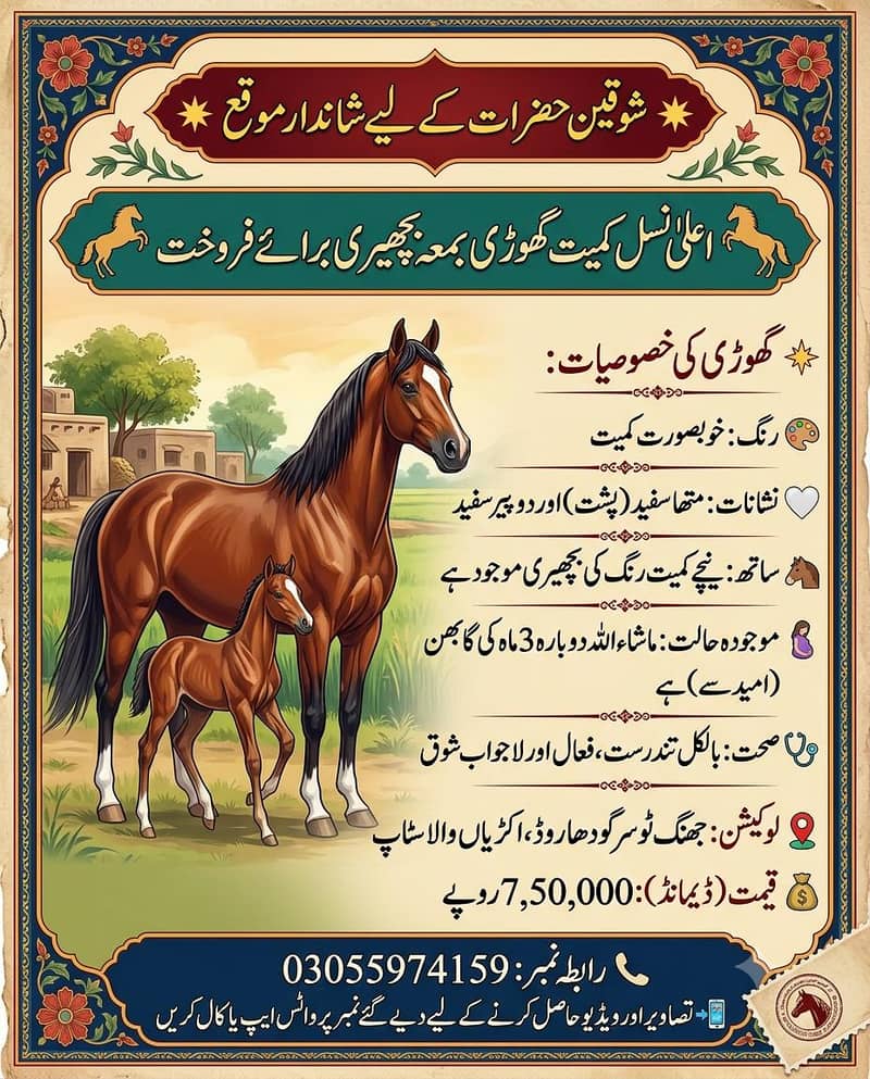 اعلیٰ نسل کمیت گھوڑی بمعہ بچھیری برائے فروخت 1