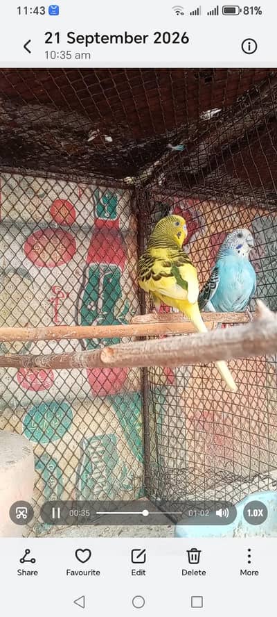breeder Australian parrots pair for sale