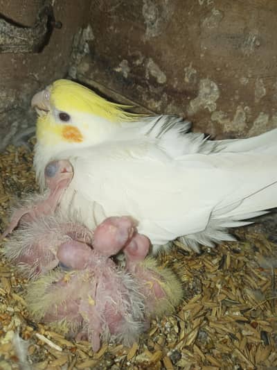 Breeder pairs available Location Jarnwala Sirf call O3O34O88469
