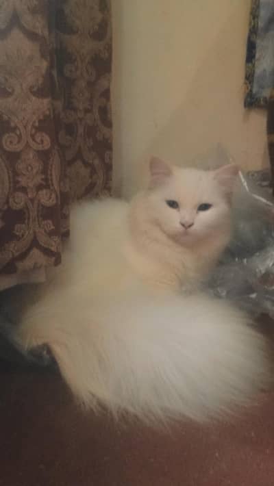 Persian White Female Long coat