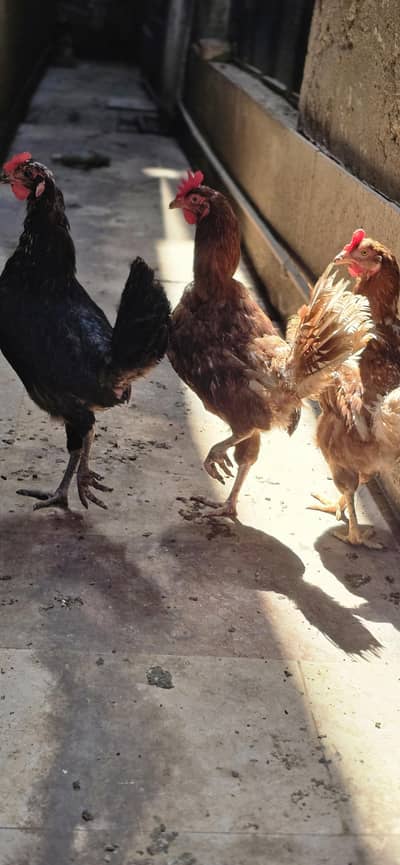 lemon brown and black hens