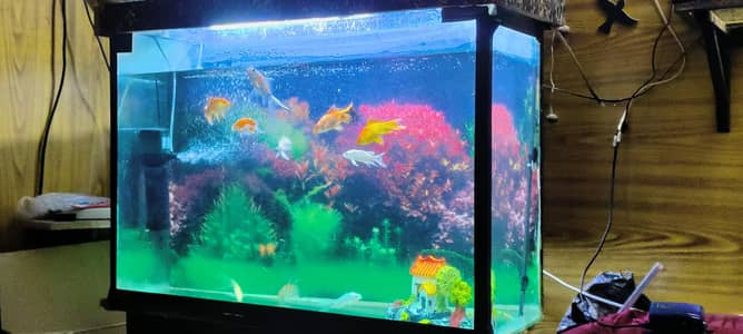 Big aquarium 3x2x1 with wood stand hood
