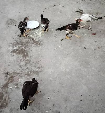 Aseel pair plus 2.5 months aseel chicks for sale